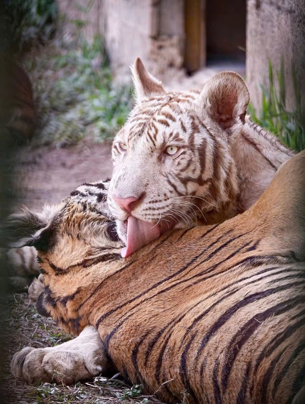 Hai chú hổ nghỉ ngơi, hổ trắng đang liếm lông cho hổ vằn