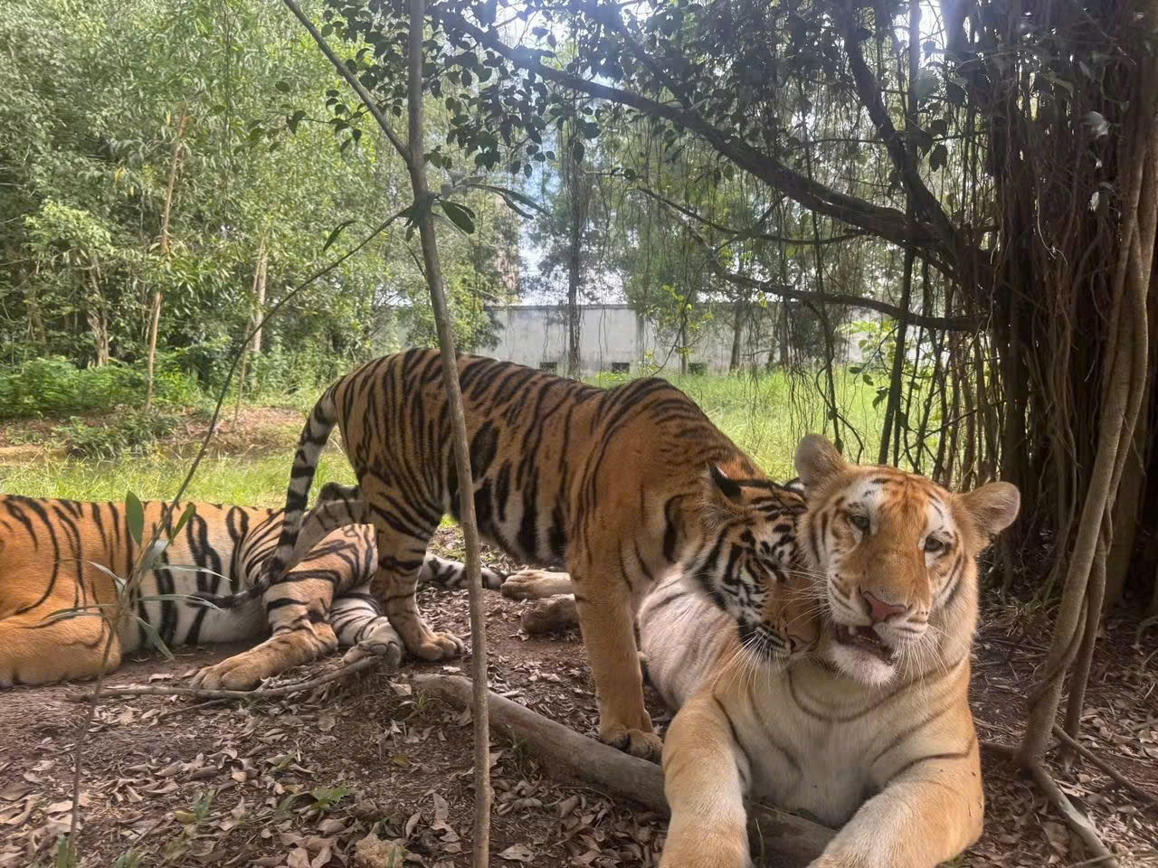 Hai chú hổ âu yếm nhau dưới tán cây tại Mỹ Quỳnh Safari