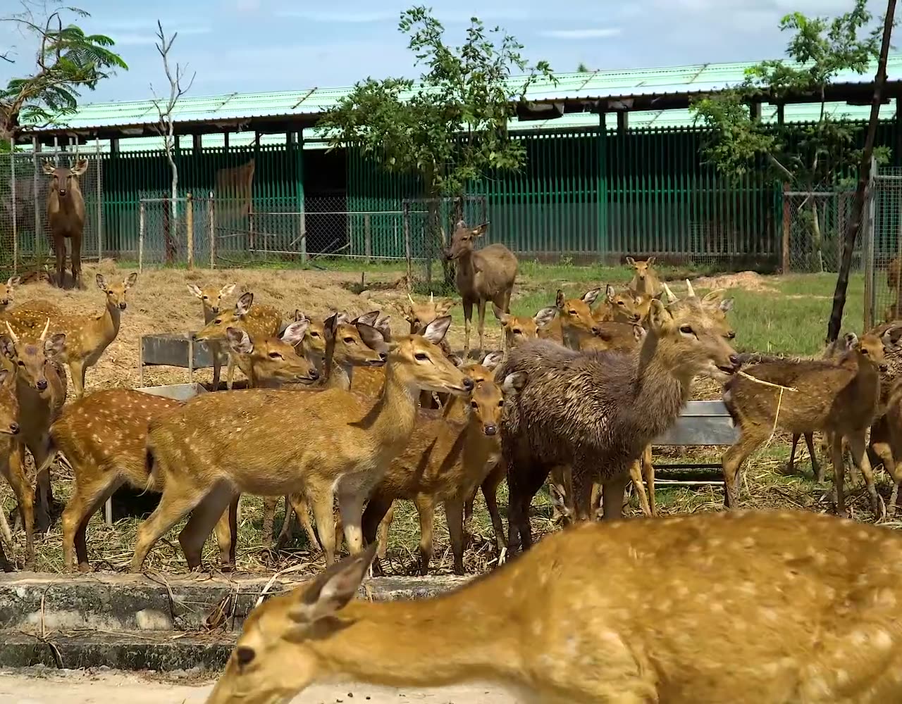 Hươu, rùa khổng lồ và vượn đen tại Mỹ Quỳnh Safari